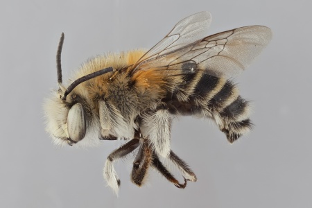 [Anthophora arequipensis male (lateral/side view) thumbnail]